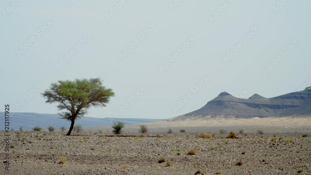 A tree lost in the Moroccan desert landscape A tree lost in the Moroccan desert landscape