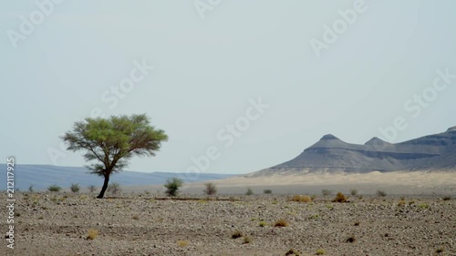 A tree lost in the Moroccan desert landscape photo