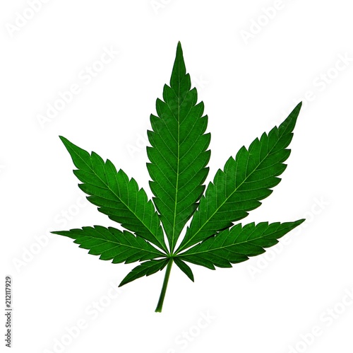 Marijuana hemp ganja cannabis herb plant leaf isolated on white
