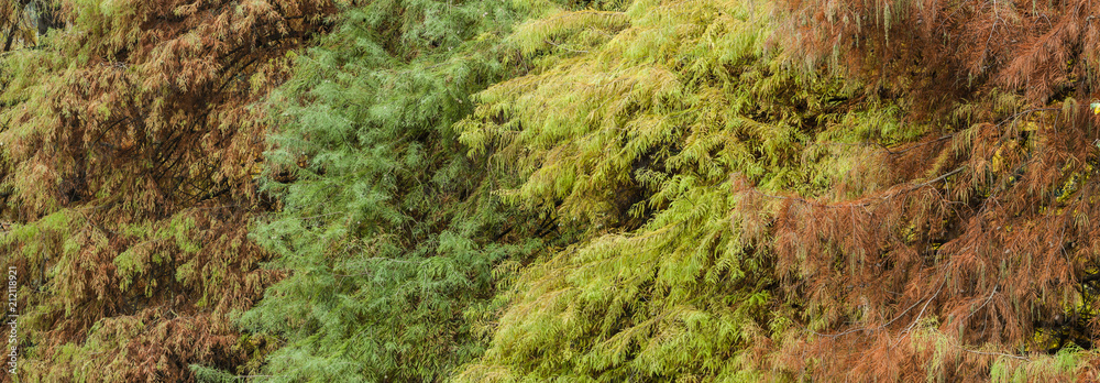Bald cypress tree foliage in autumn Bald cypress tree foliage in autumn