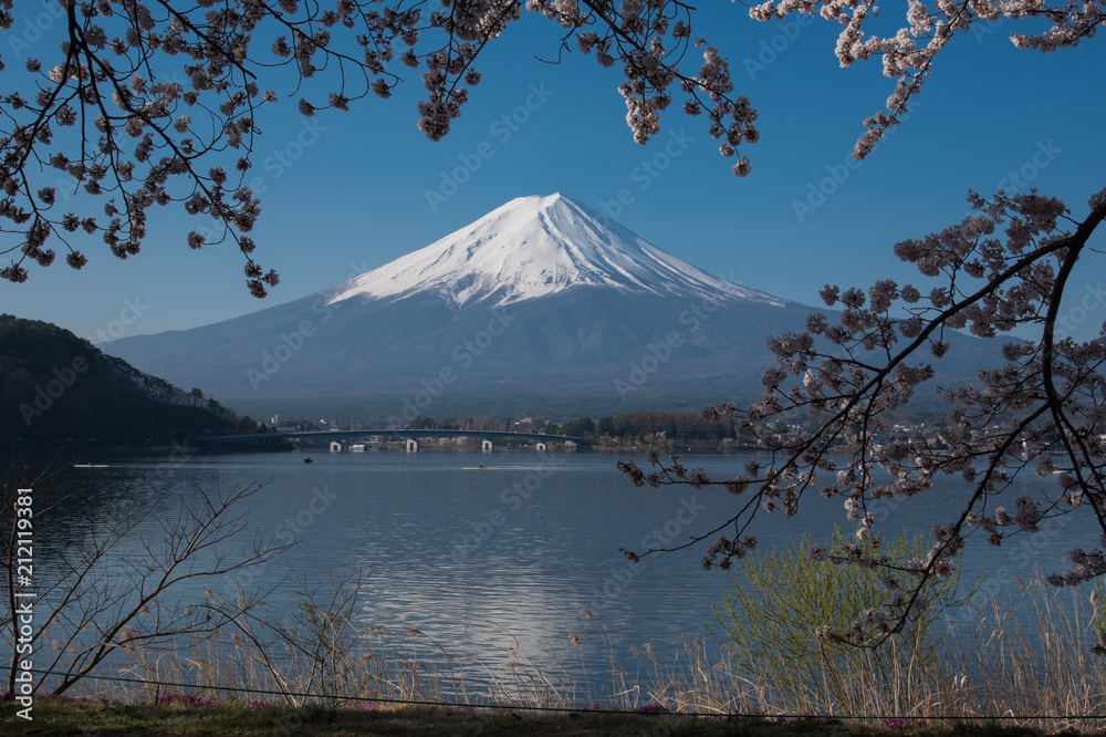 Fuji mountain with Cherry blossom Sakura on foreground