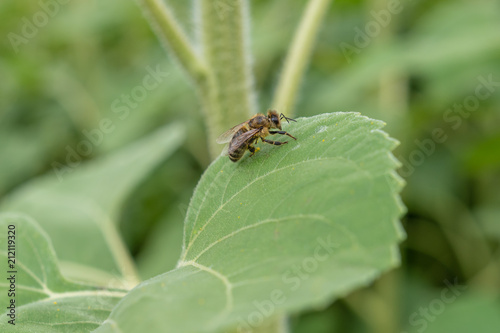 Sitzende Wespe © Tobias