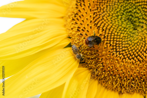 Biene auf Sonnenblume © Tobias