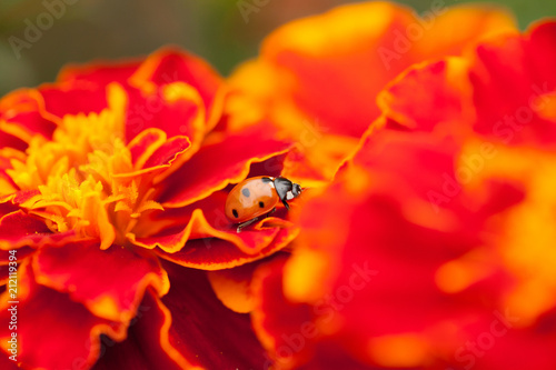Close up of a ladybug between the pebbles of a marigold flower