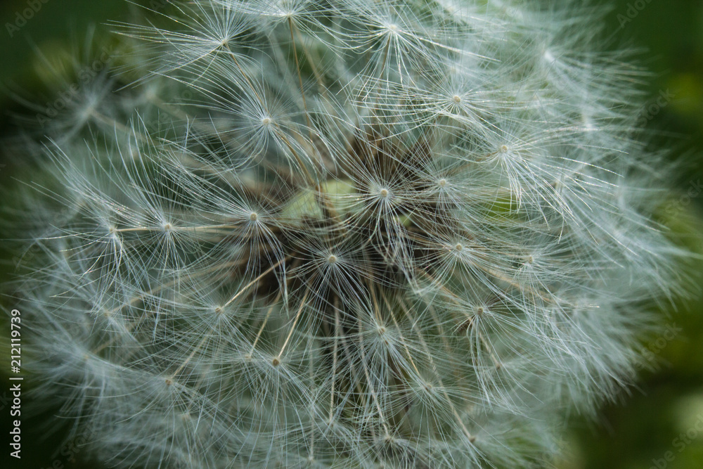 Obraz premium beautiful dandelion in the summer