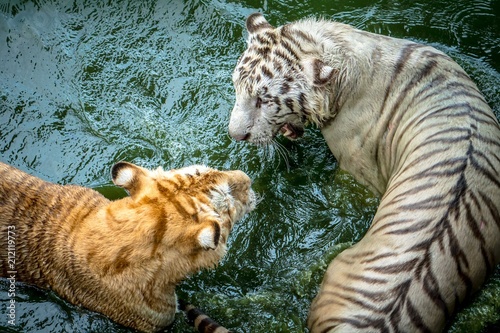 Two of tigers playing in the zoo photo