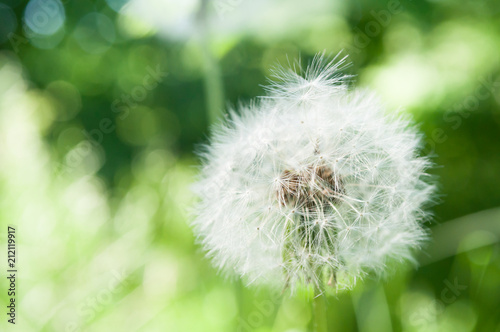 Dandelion seeds blowing in the wind across a summer field background  conceptual image meaning