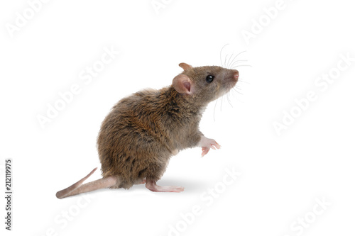 close-up young rat   (Rattus norvegicus) stands on its hind legs and looking up. isolated on white background