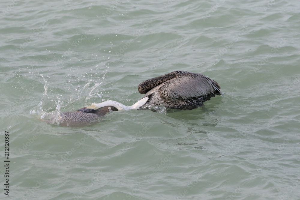 Fototapeta premium Fishing Pelican