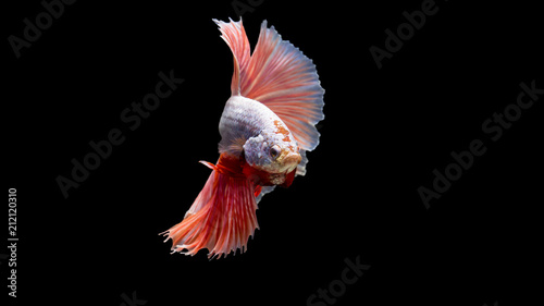 Siamese Fighting Fish (Betta Splender) , Isolated on blackground with clipping path.