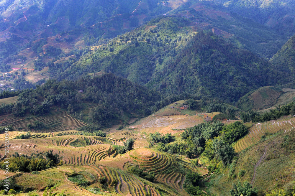 SaPa  rice terrace field in Vietnam