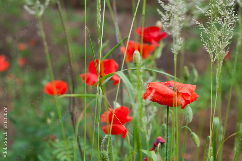 Fototapeta premium letni mak