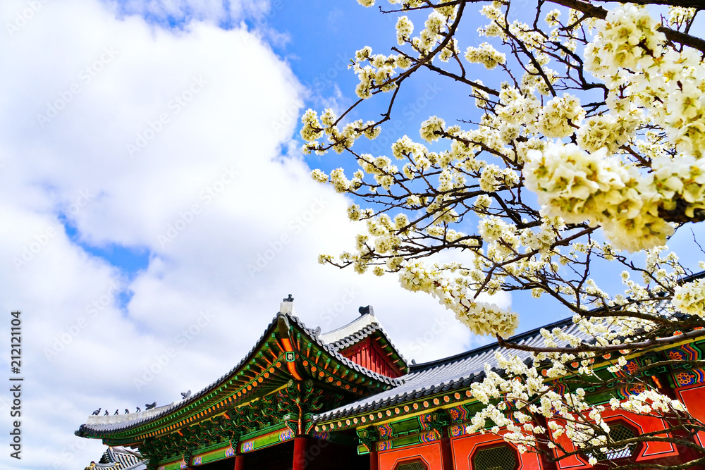 Fototapeta premium Widok na piękne kwiaty wiśni w pałacu Gyeongbok wiosną w Seulu.