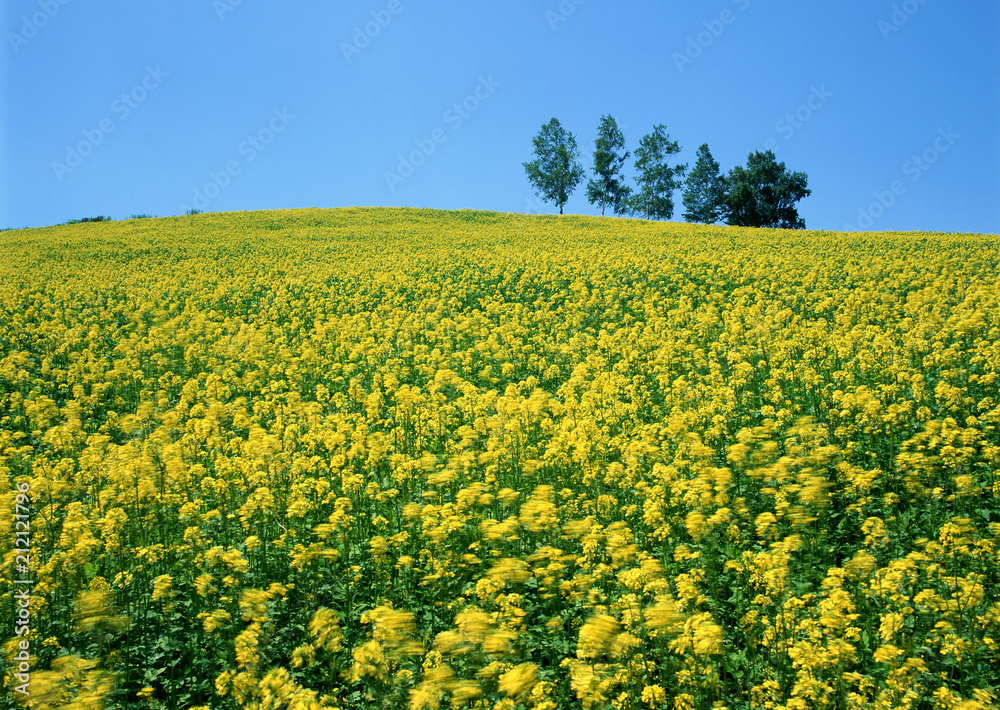 Yellow Field and trees