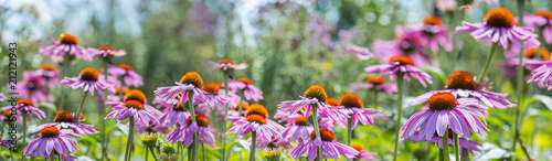 The panoramic view - Echinacea - coneflowers close up