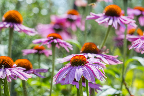 the Echinacea  - coneflowers in the garden close up