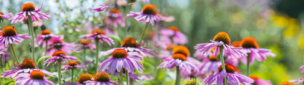 The Echinacea flowers - coneflowers close up in the garden - obrazy, fototapety, plakaty 
