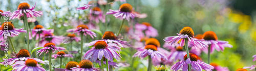The Echinacea flowers - coneflowers close up in the garden