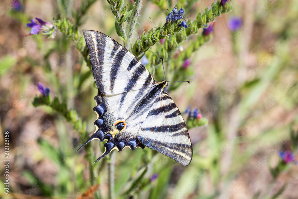 European Swallowtail butterfly Papilio machaon. European Swallowtail butterfly Papilio machaon.