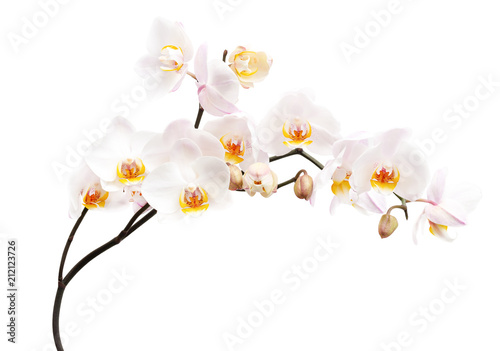 Fototapeta Naklejka Na Ścianę i Meble -  Orchid flowers isolated on white background