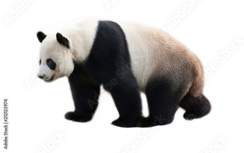 panda on white background. photo