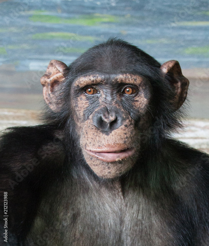 Photo Chimpanzee face.