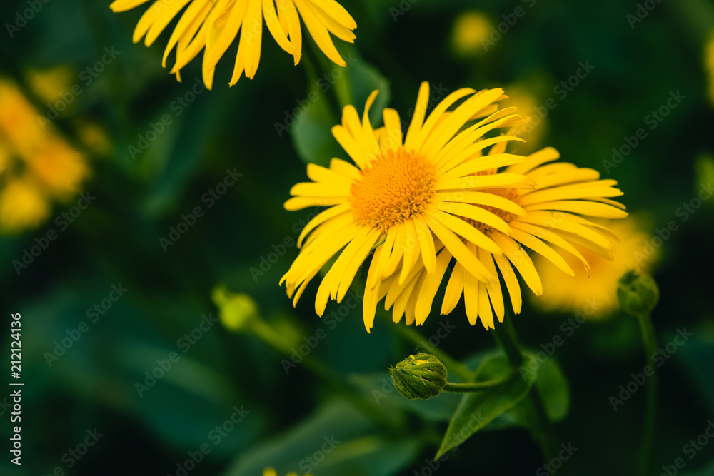 Two beautiful arnica grow in contact close up. Bright yellow fresh flowers with orange center on green background with copy space. Medicinal plants.