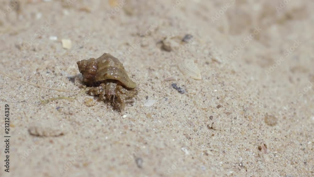 Shellfish explores its surroundings on a sandy beach. Travel on the beach Shellfish explores its surroundings on a sandy beach. Travel on the beach