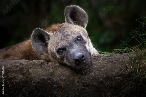 Hyenas is relaxing.