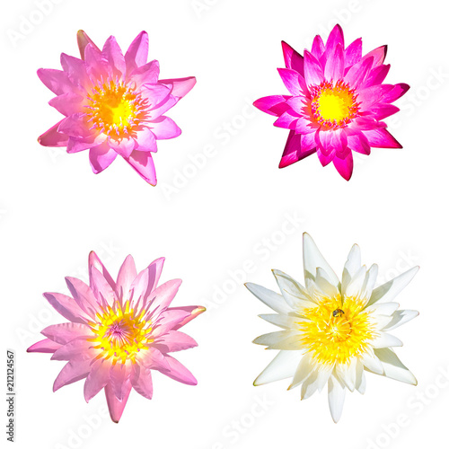 Lotus set isolated on white background with clipping path
