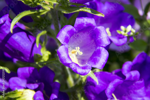 purple bell bouquet Rural background in the garden