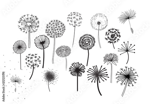 Dandelion Fluffy Seeds Flowers .  Decorative Elements for design, dandelions flowers blooming. Hand Drawn Doodle Style Black And White Drawing Vector Icons Set