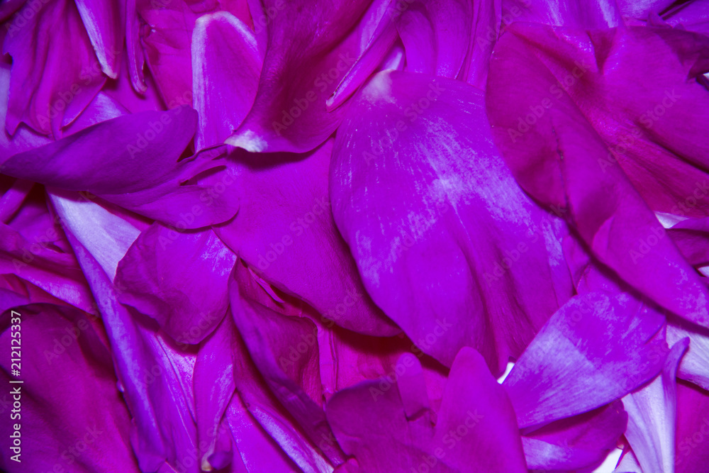 background of peony petals. macro