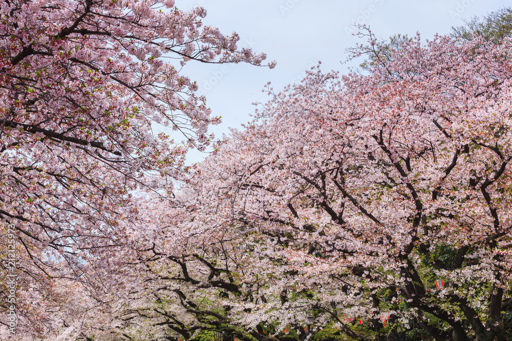 Beautiful sakura cherry blossom in Ueno park, spring season at Tokyo, Japan Beautiful sakura cherry blossom in Ueno park, spring season at Tokyo, Japan