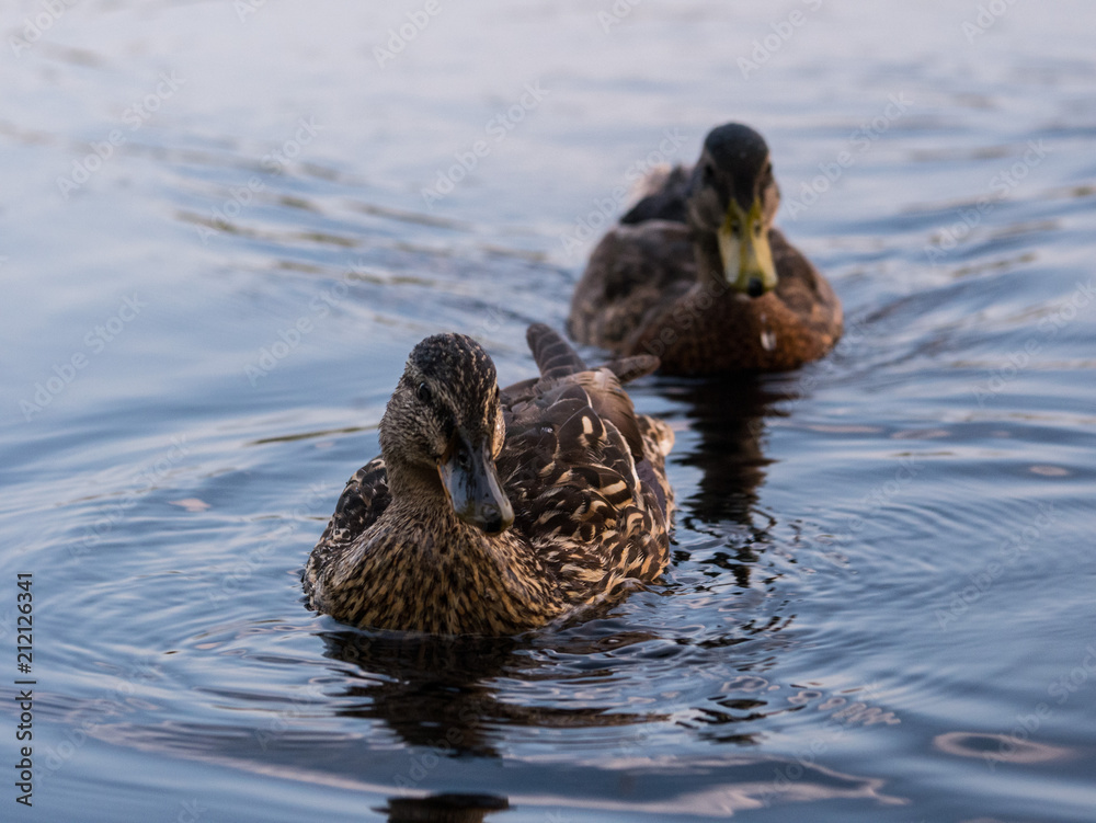 stockente stockente