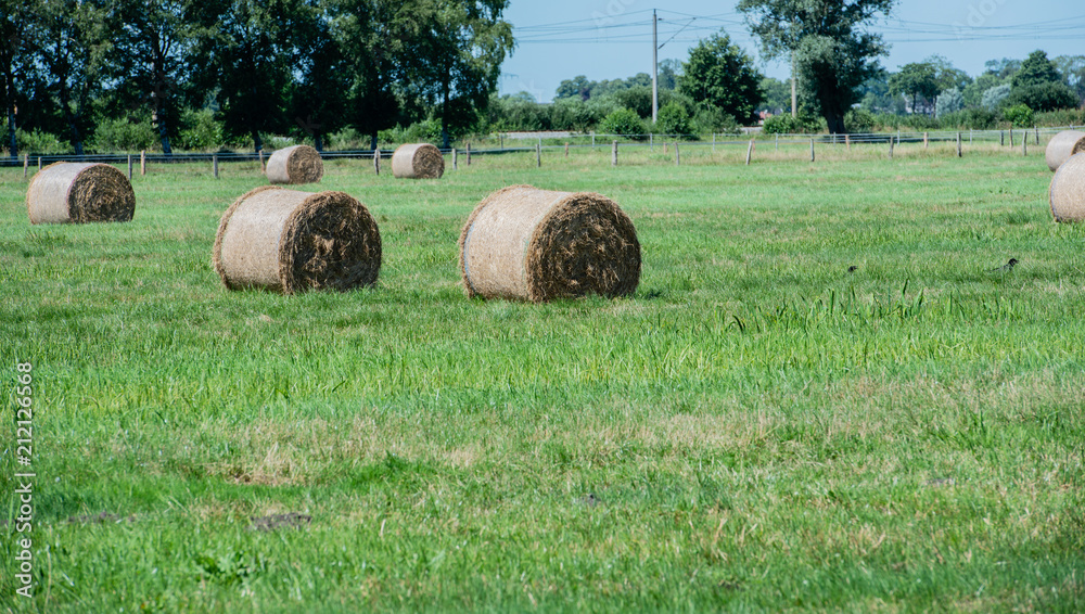 Heuernte verarbeitet zu Rundballen auf einem Feld Heuernte verarbeitet zu Rundballen auf einem Feld