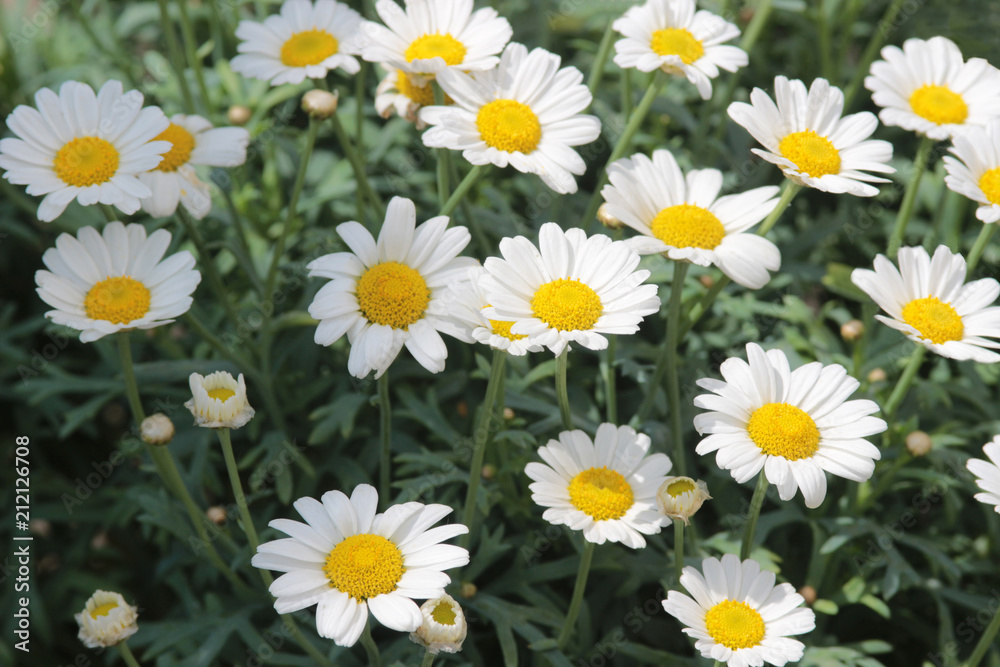 small marguerites in the garden