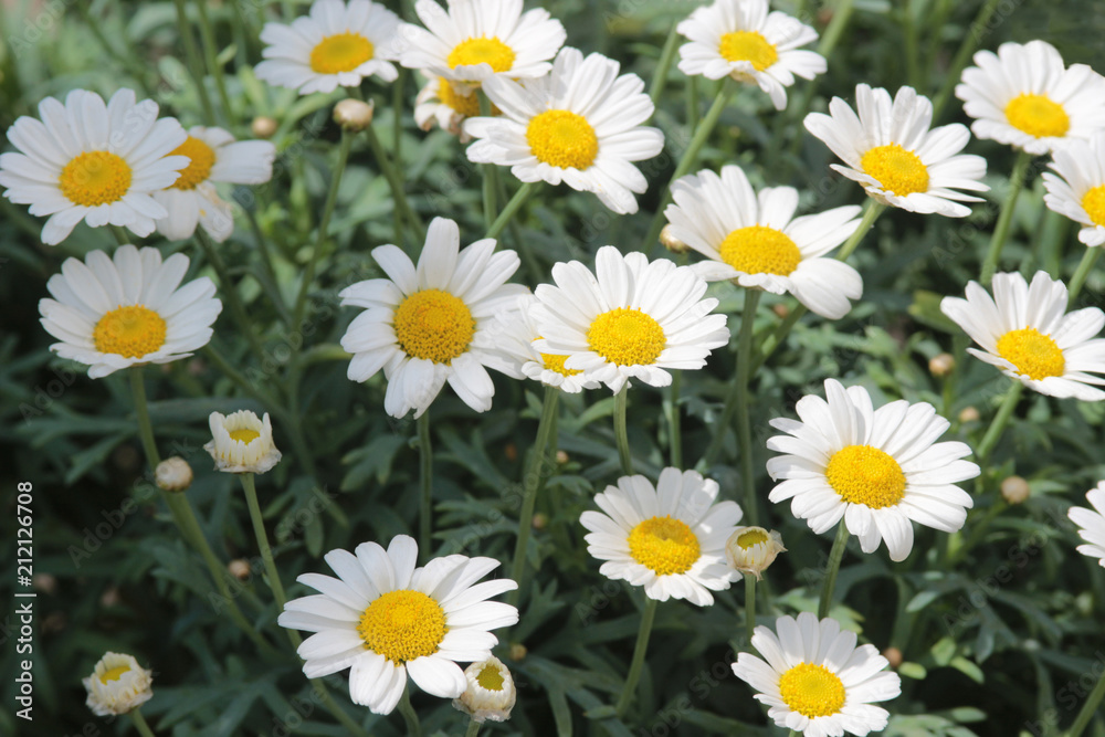 small marguerites in the garden small marguerites in the garden