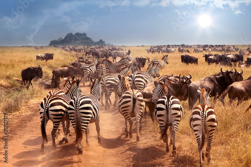 African wild zebras and wildebeest in the African savanna.  Wild nature of Tanzania. Intence heat. photo
