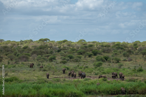 Elefanten, Südafrika, Afrika © Michael