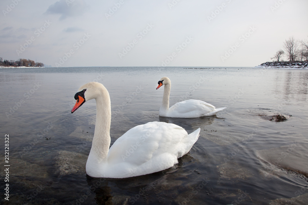 Obraz premium Swans in the winter on Lake Ontario, Canada