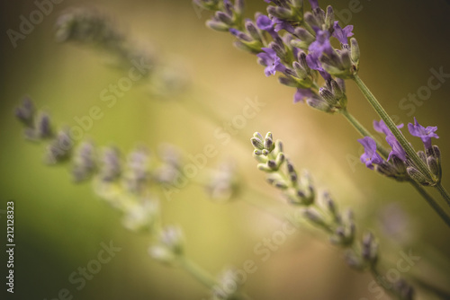 Wallpaper Mural Macro sul fiore di lavanda in fiore viola in giardino alla luce del tramonto Torontodigital.ca