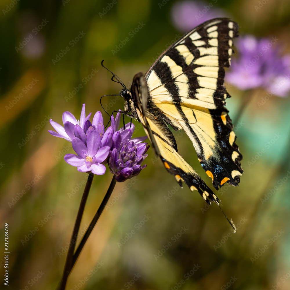 Obraz premium Butterfly on flower