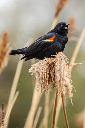 A singing Red Winged Black Bird on a tuft of swamp grass. photo