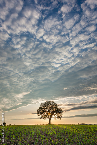 Walnut tree in the middle of a farmers field with dramatic cloud formation.