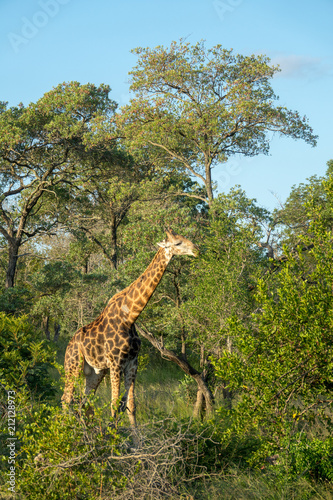 Giraffe  S  dafrika  Afrika