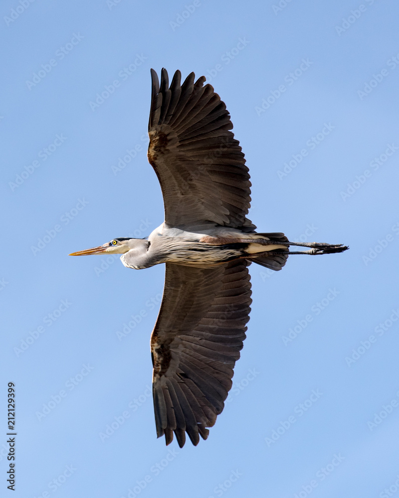 Obraz premium Great Blue Heron