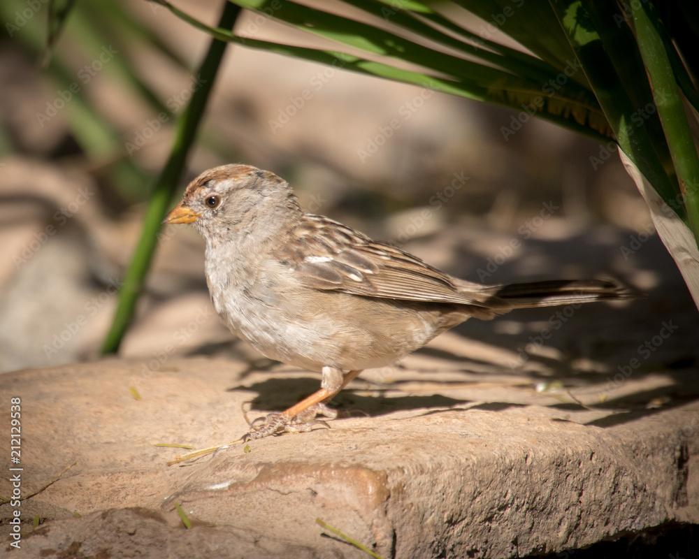 Rufous-Crowned Sparrow