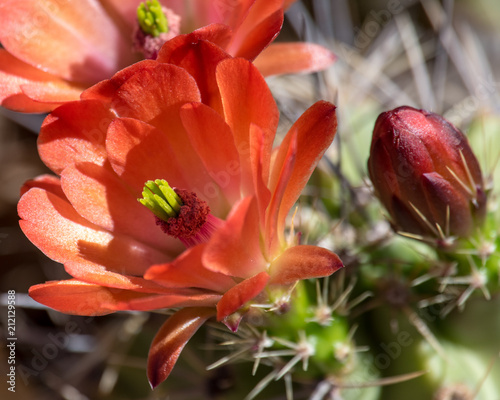 Orange Cactus Flower