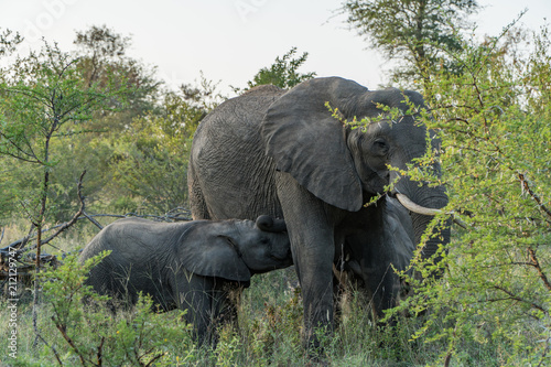 Elefant, Südafrika, Afrika